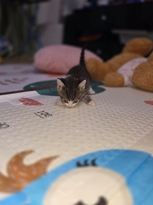 Отдам котят в Добрые Руки. Девочки