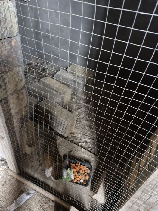 Fransuskiy baran sotiladi sames