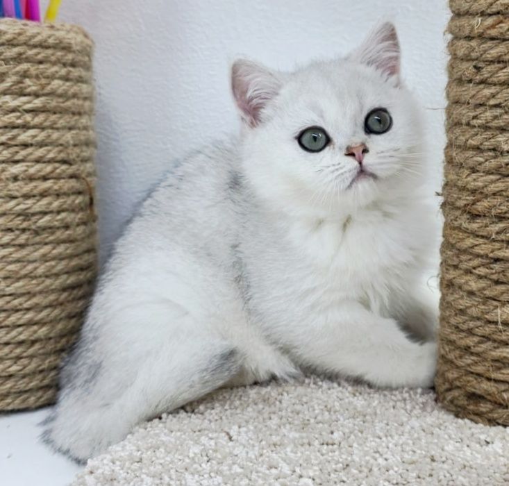 КоТики и КоШечКи  британские голуБогЛазыЕ и ТигРята