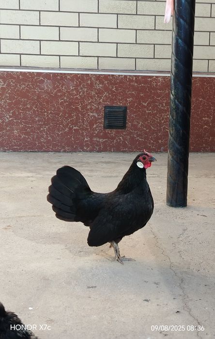 Oq zirak bir juft Xo'roz va tovuqg'i bilan sotiladi