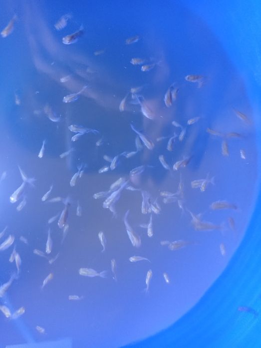 ORANDA-PANDA BALIQCHALARI SOTILADI

1-may kuni tug‘ilgan Oranda va