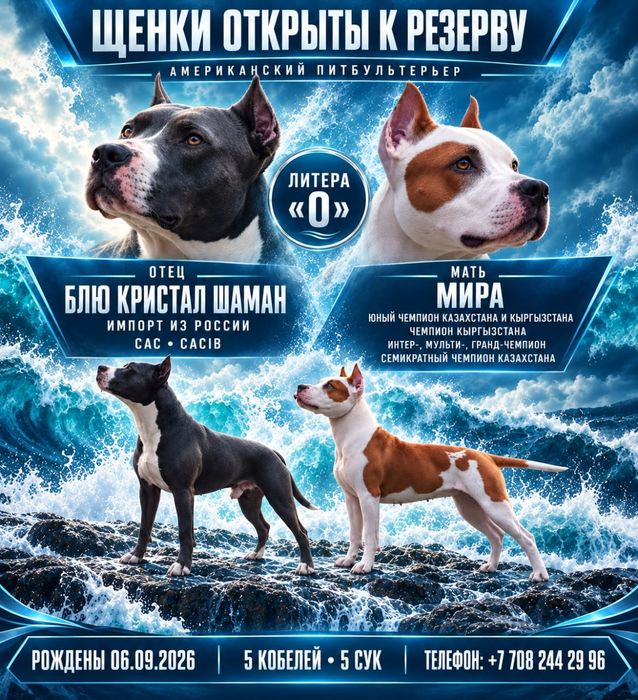 Чистокровные щенки питбультерьера