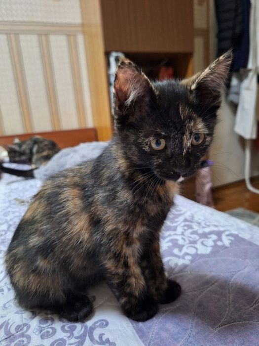 Отдам котят в хорошие руки