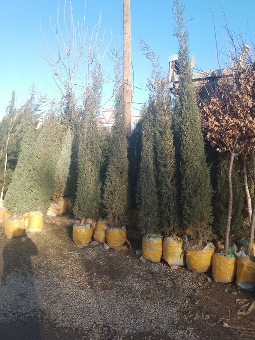 Хар хил турдаги АРЧАЛАР