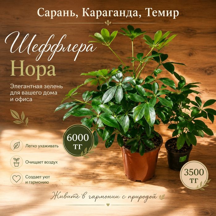 Шефлера разная..