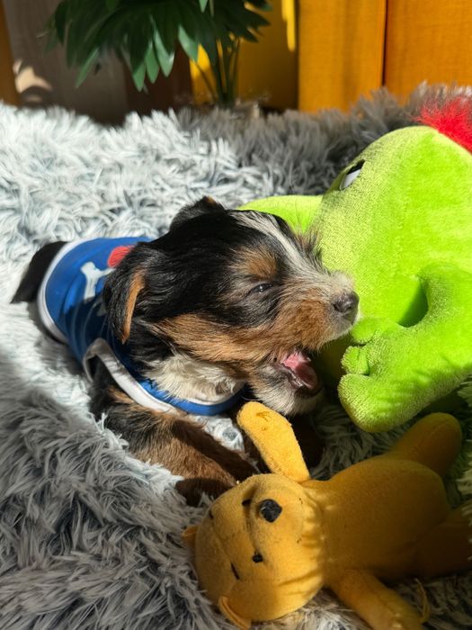 Йоркширски териер