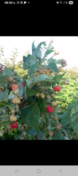 Продава расад ягоди и малини