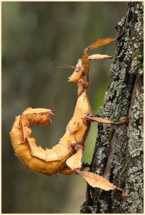 Австролийский палочник насекомое малыши