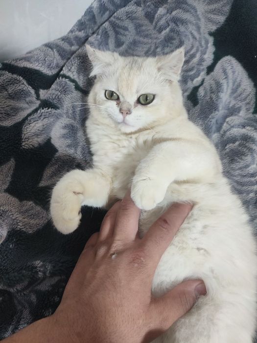 Paroda mushuk sotilad