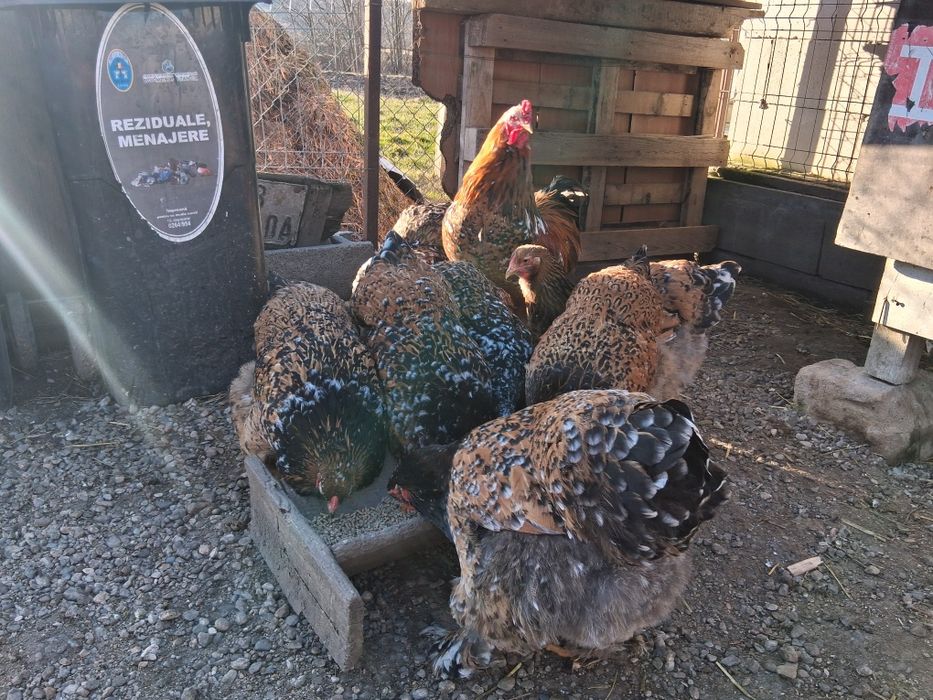 Vând ouă pentru incubat