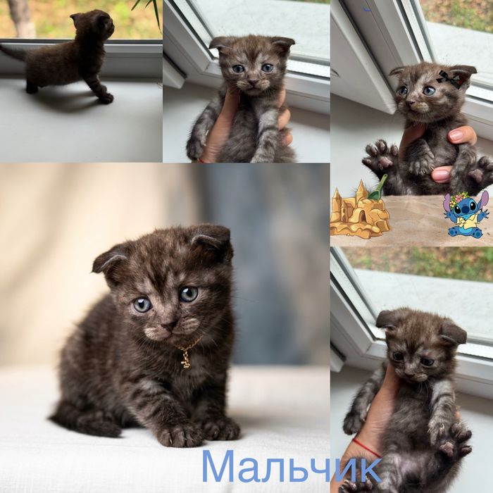 Продам Шотландских котят, породистые.