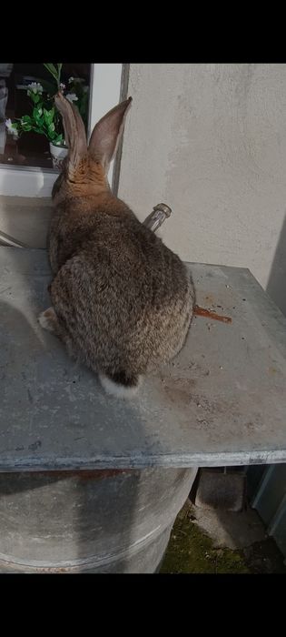 Iepuri Masculii de prăsilă