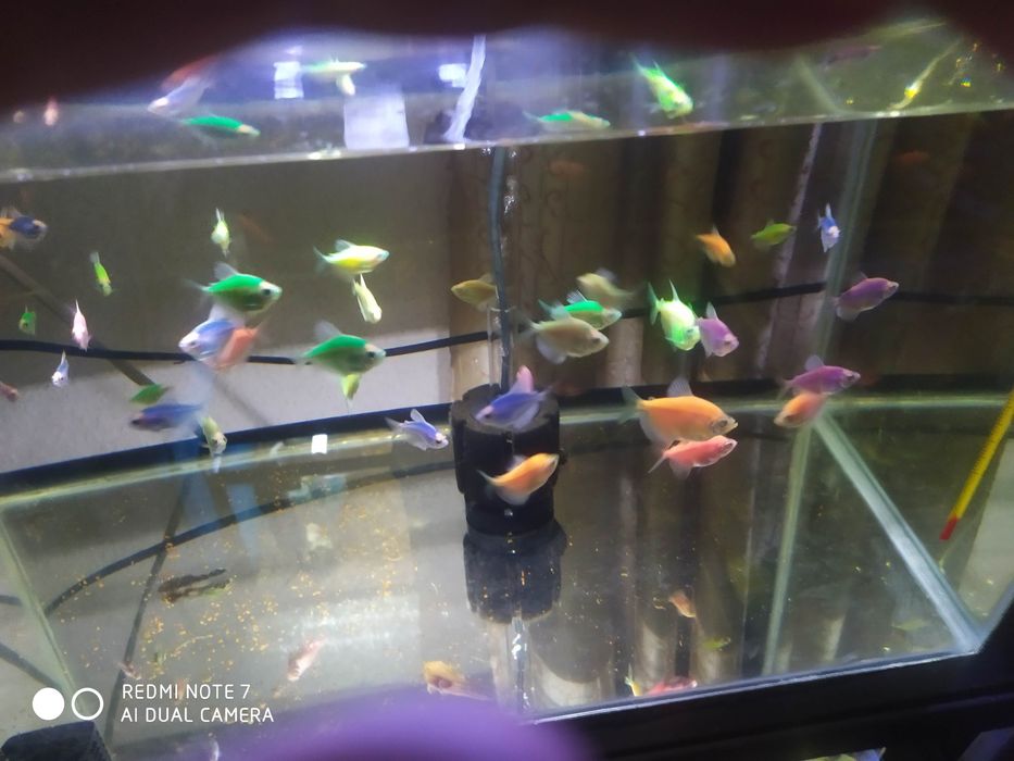 Тернетсия крупные размерда