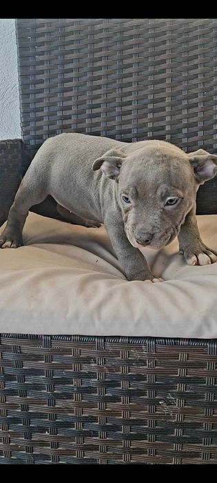 American Bully Pocket