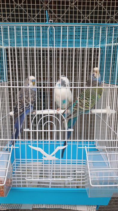 Продам попугаев зелёных
