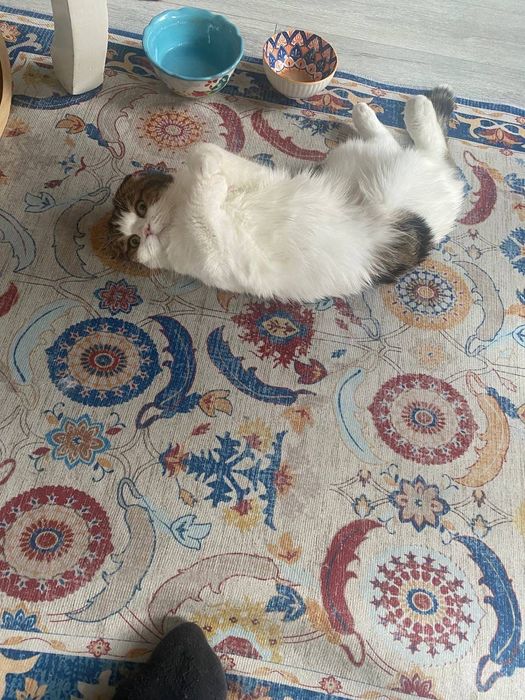 Ищем семью коту Феофану, британец экзот