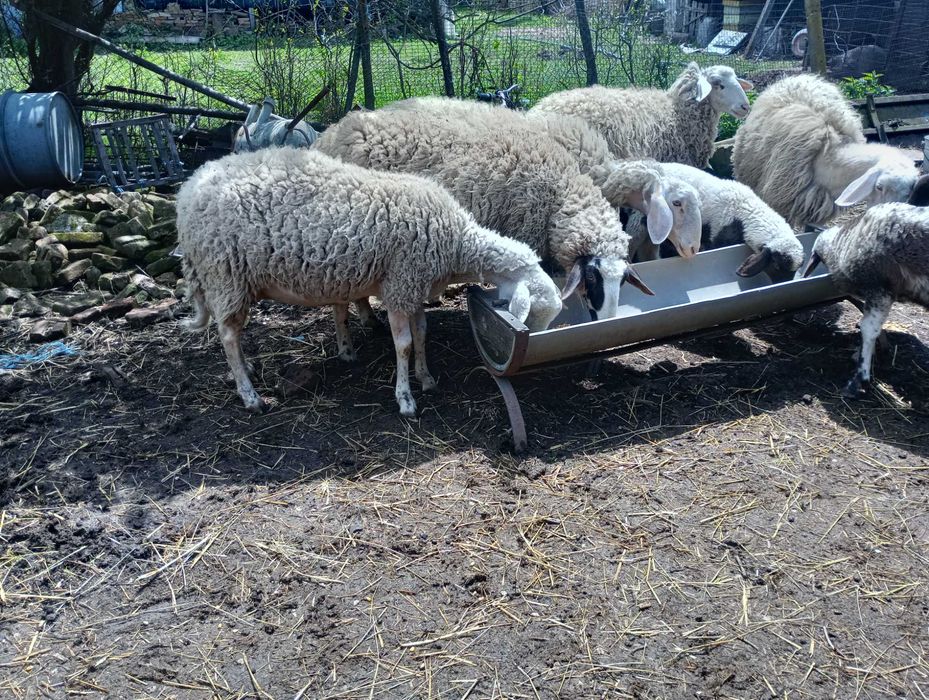 Продавам овце и коч