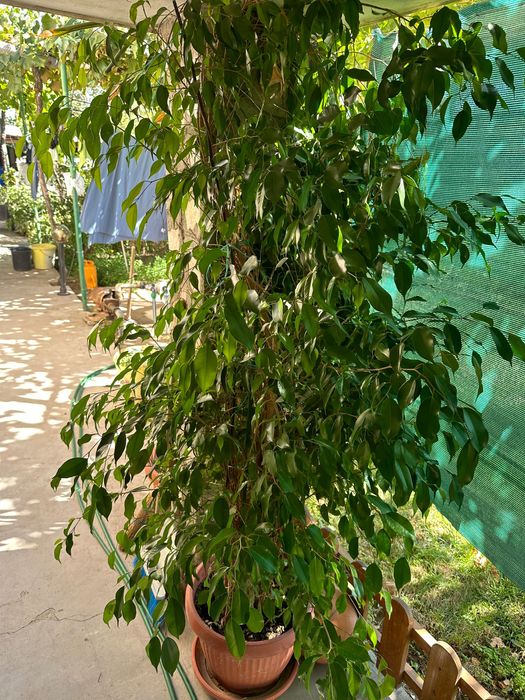 Бенджамини - 2 броя