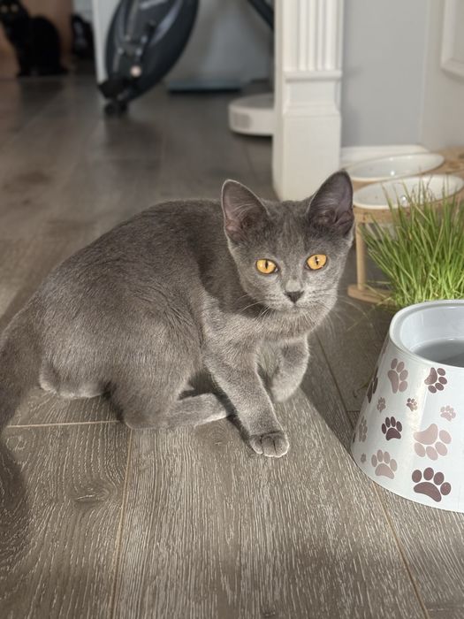 Отдам котенка в добрые руки