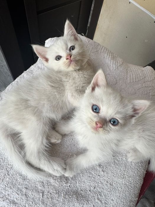 Продам милых котят