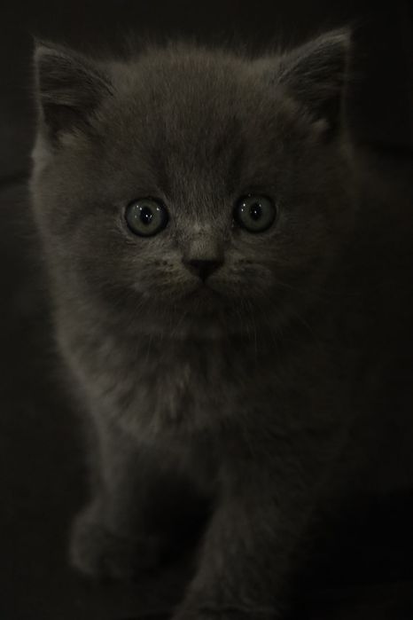 Срочно продается Пародистие котяты