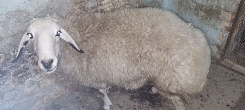 Куй сотилади вес 75кг