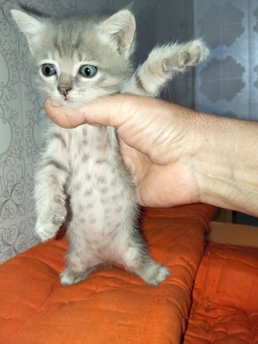 котята бесплатно в хорошие руки