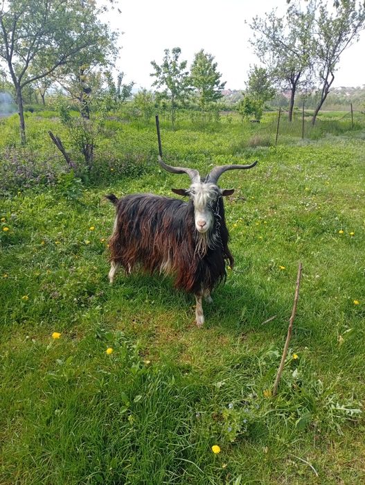 Țap de vânzare de 2ani