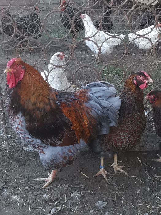 Oua incubat wyandotte, rhode island wyandotte pitic, cochinchina pitic