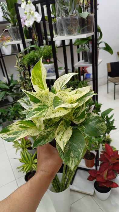 Ogli bilan jinsiy aloqada bolgan rus onasining porno videosi