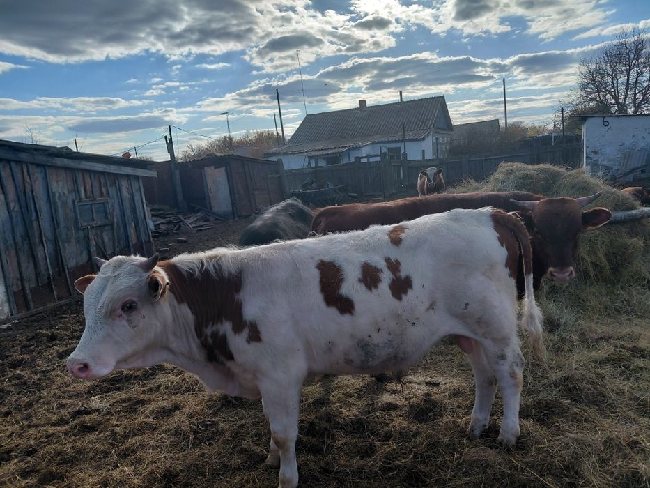 Продам быков в количестве 7 голов
