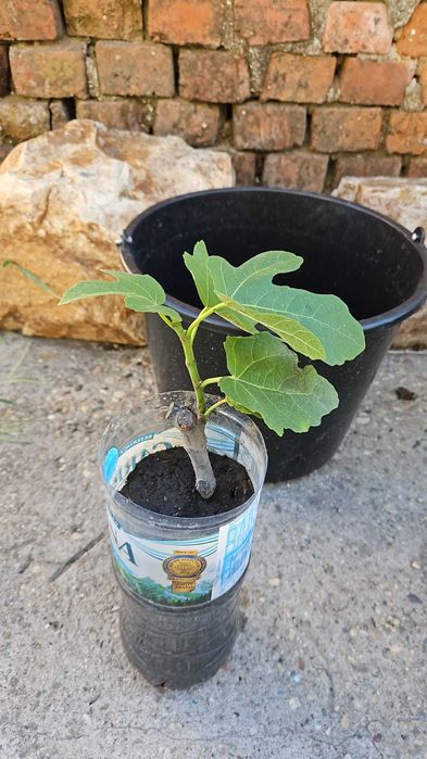 Smochini, soi vechi
