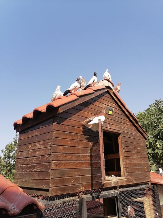 Декоративни гълъби