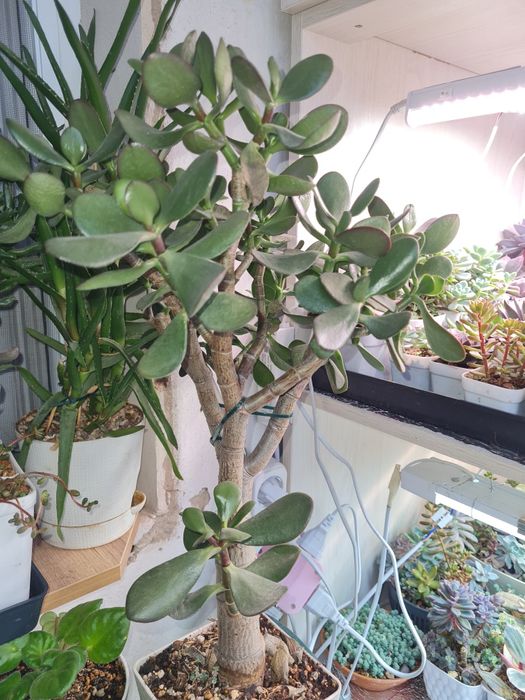 Крассулы,домашние цветы