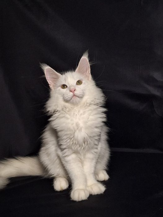 Котята из питомника