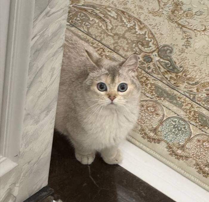 Scotish ShortHair