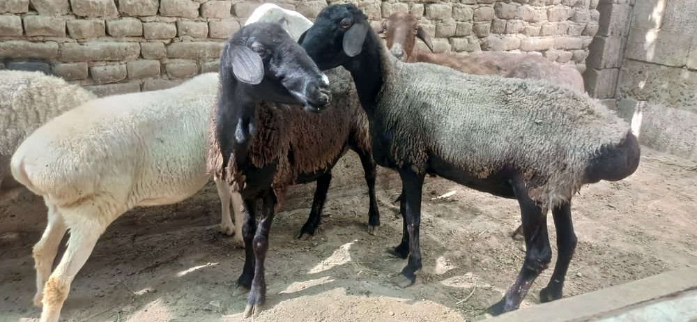 5 та семиз куйлар сотилади