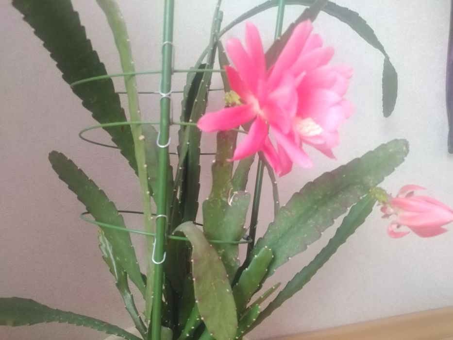 Продам цветок комнатный.