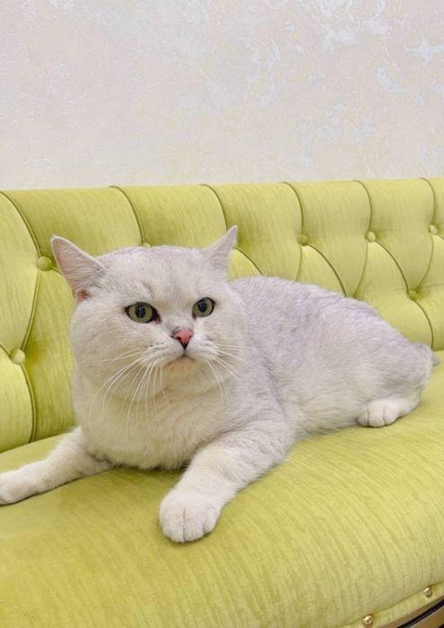 Вяскага Британиски Шиншилла 1.5 йош вяскани яхши к,илади