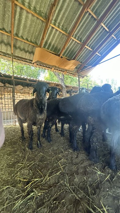 Қошқарлар қорада тұған