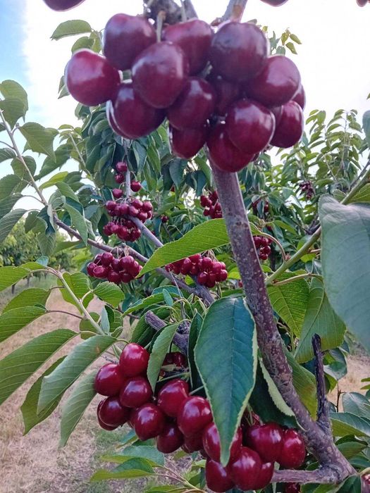 Продава се Земеделски имот в с. Черно море, Област Бургас -  кв.м за 265 €/дка - Снимка #2