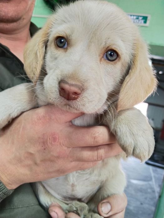 Отдам щенят в добрые руки