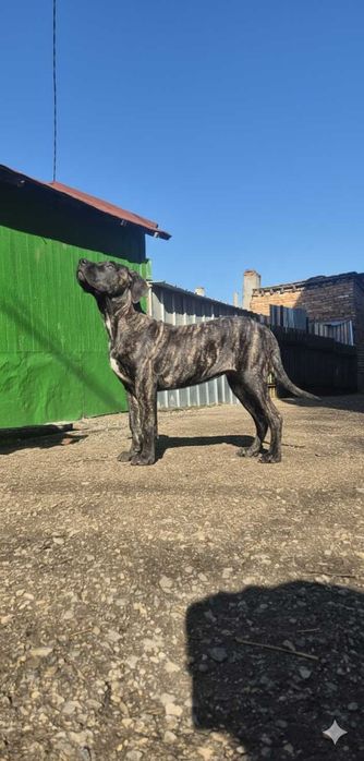Куче Presa Canario