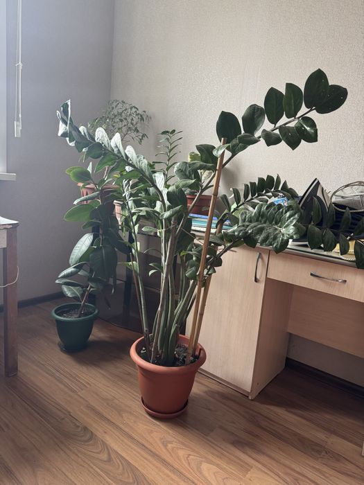 Комнатные растения
