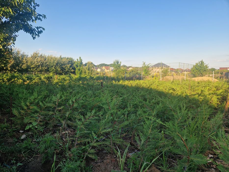 Tuia leilandi altoi 120 cm