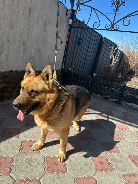 Немецкая овчарка