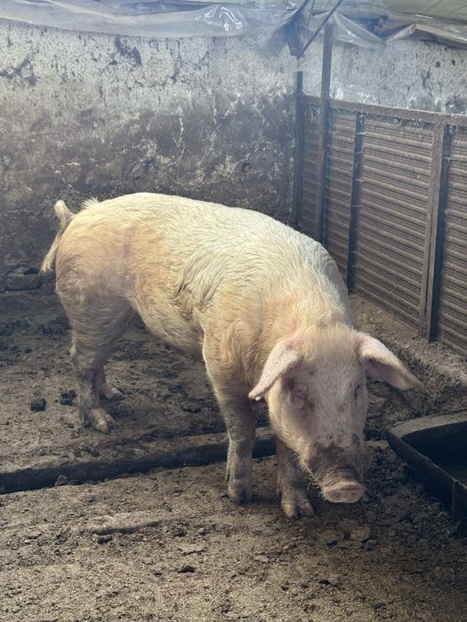 Работещ Нерез Прасе