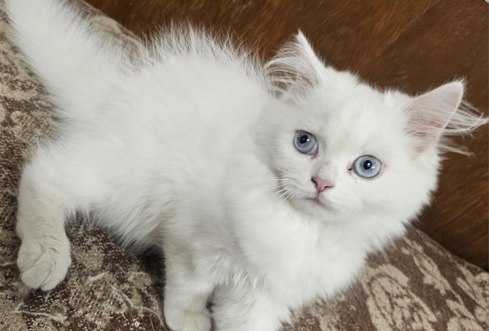Две персийски котенца