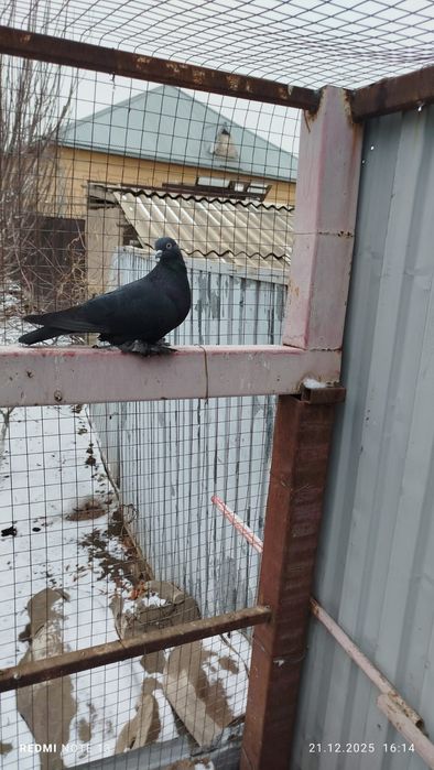 голуби, самки, летные