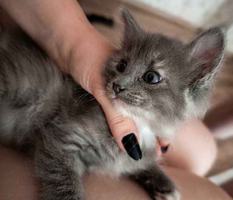 Отдам котят не больше недели возраста